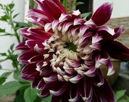 Image result for Dahlia x pinnata `Pompon Lilliput`