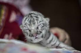 Download now harimau sumatera kucing besar penguasa hutan sumatera. Diduga Terinfeksi Covid 19 Dua Anak Harimau Putih Di Pakistan Mati