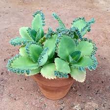 Image result for Bryophyllum