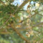 Image result for Boscia albitrunca