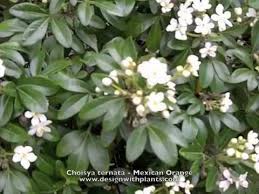Choisya ternata is a native of mexico, texas and arizona. Choisya Ternata Mexican Orange Mock Orange Youtube