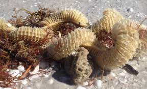 The Curious Beachcomber Sanibel Sea School