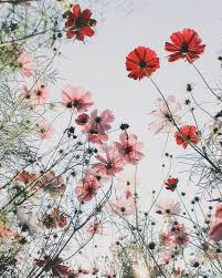 Inspired By Nature Happy Weekend Ga Jij Op Zaterdagochtend Ook Vaak Bloemen Halen Wij Halen Zov Wallpaper Achtergronden Bloem Achtergrond Bloem Achtergronden