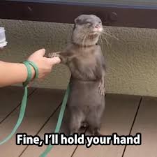 Reluctant Otter Otters Cute Animals Funny Animals