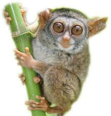 Jump to navigation jump to search. Myron Shekelle On Twitter Shekelle Salim An Acute Conservation Threat To Two Tarsier Species In The Sangihe Island Chain North Sulawesi Indonesia Oryx