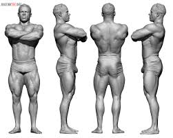 Male body where ar the parts / muscular and tanned male body parts is being measured stock photo 96813169 : Male Body Reference Anatomy 360