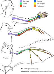 The anatomy of the domestic cat which includes its muscles, nerves, bones, teeth, claws the domestic cat's anatomy makes him very athletic with fantastic running, climbing and jumping skills. Chicken Wing Dissection