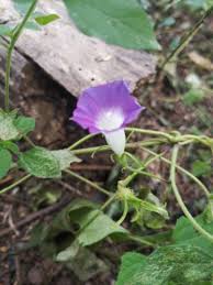 Image result for Ipomoea polymorpha