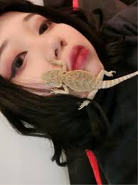 Jub-Jub The Bearded Dragon. Finally the project I've been working…