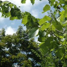 Image result for Ulmus