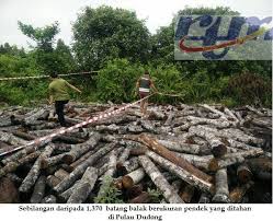 Cup, haram, logging, ban track, loanshark, loan shark, prohibited. Rtm Sarawak Sfc Patahkan Operasi Pembalakan Haram Di Facebook
