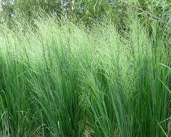 native Ontario switchgrass Panicum virgatum growing in field, AI generated