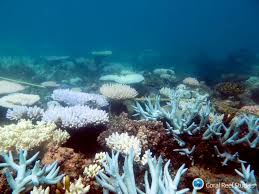 Die #korallen im great barrier reef sind zur hälfte kaputt, die andere hälfte wird wegen der #klimaerwärmung in den nächsten jahren sterben. Die Klimaerwarmung Droht Den Korallen Im Great Barrier Reef Den Garaus Zu Machen Fairunterwegs Org