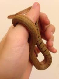 So Beautiful Snake Elaphe Carinata I Can T Keep Venomous Snake But I Can Keep The Baby Fake King Cobra Xdd Beautiful Snakes Snake Snake Venom