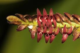 Image result for Bulbophyllum cochleatum