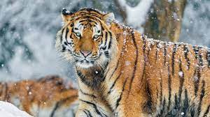 Saving The Amur Tiger | Bbc Earth