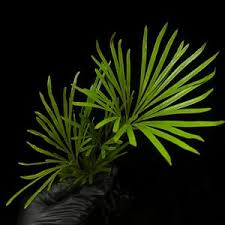 Image result for Vittaria