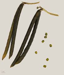 Image result for Vigna radiata