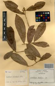 Image result for Octolepis decalepis