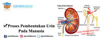 Hallo Selamat Datang Di Pendidikanmu Com Sebuah Web Tentang Seputar Pendidikan Secara Lengkap Dan Akurat Saat Ini Admin Pendidikanmu Mau B Pendidikan Manusia