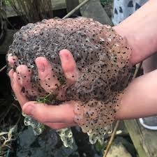 The ponds warmed up quickly and frogs responded enthusiastically! More Frog Eggs Trypophobia