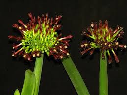 Image result for Cryptostephanus