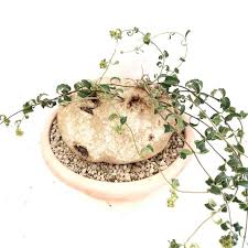 Image result for Raphionacme procumbens