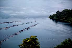 Soal Keramba Dan Kualitas Air Danau Toba Begini Hasil Kajian Terbaru Lipi Mongabay Co Id