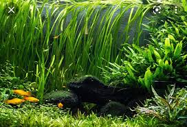 Image result for Vallisneria