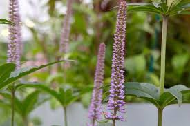 Veronicastrum virginicum 'fascination' click images to enlarge. Veronicastrum Virginicum Fascination Bbc Gardeners World Magazine
