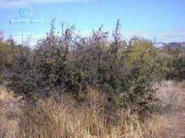 Beautiful, open 19 acre view parcel in spring valley ranches. Celtis Pallida Granite Seed