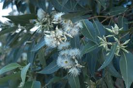Image result for Eucalyptus robusta