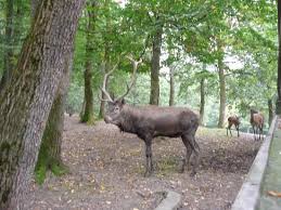 Înființată în cursul anilor '60 grădina zoologică a pornit inițial de la o suprafață extrem de modestă de doar câteva sute de metrii pătrați și zece animale ajungând acum la o suprafață de 40 ha si peste 500 de animale din 80 de specii. Cow Picture Of La Gradina Zoo Targu Mures Tripadvisor