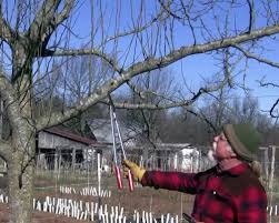 Trees were trained to a modified central leader system. Restorative Pruning The National Center For Appropriate Technology