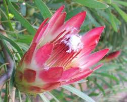 Image result for Protea rupestris