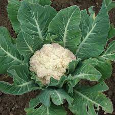 Cauliflower Seeds Snowball Self Blanching Organic In 2021 Growing Cauliflower Growing Vegetables Cauliflower Plant
