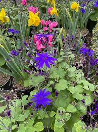 Image result for Cineraria