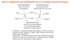 Niacin Linus Pauling Institute Oregon State University