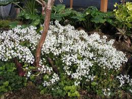 Image result for Cardamine