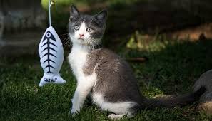 If you experience this type of dream, you should look to your waking life and ascertain whether or not you are being heard. Dreams About Kittens Meaning And Interpretation