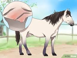 How to Clean a Mare's Female Parts: 11 Steps (with Pictures)
