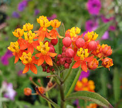 Asclepias Curassavica Tropical Milkweed Buy Online At Annie S Annuals
