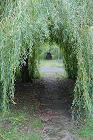 Artist susan lordi hand carves each original willow tree® sculpture. Willow Trees Willow Trees Garden Garden Trees Tree Tunnel