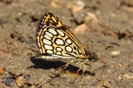 Image result for Heteropterus morpheus