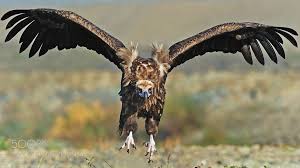 Cinereous Vulture Photograph Kara Akbaba Cinereous Vulture Aegypius Monachus By Akbaba Hayvanlar Doga