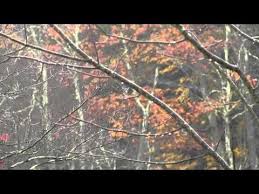 Youtube Fall Song By Mary Oliver Mary Oliver Mary Oliver Poems Fall Songs
