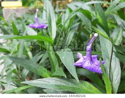 Image result for Lobelia anceps