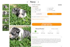 Symptoms of stenotic nares include a foamy discharge when your dog breathes, noisy breathing, blue gums or fainting. Boston Terrier Colors Explained Maggielovesorbit Com