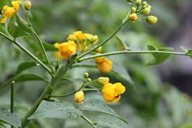 Image result for Senna floribunda