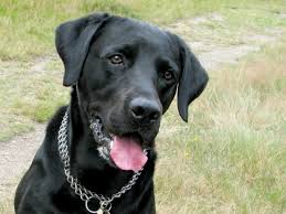 Image result for labrador retrívr